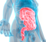 מערכת העיכול: כך זה עובד-תמונה